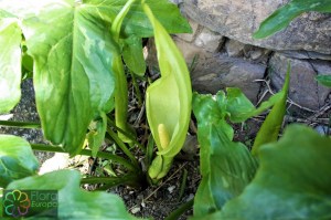 arum italicum